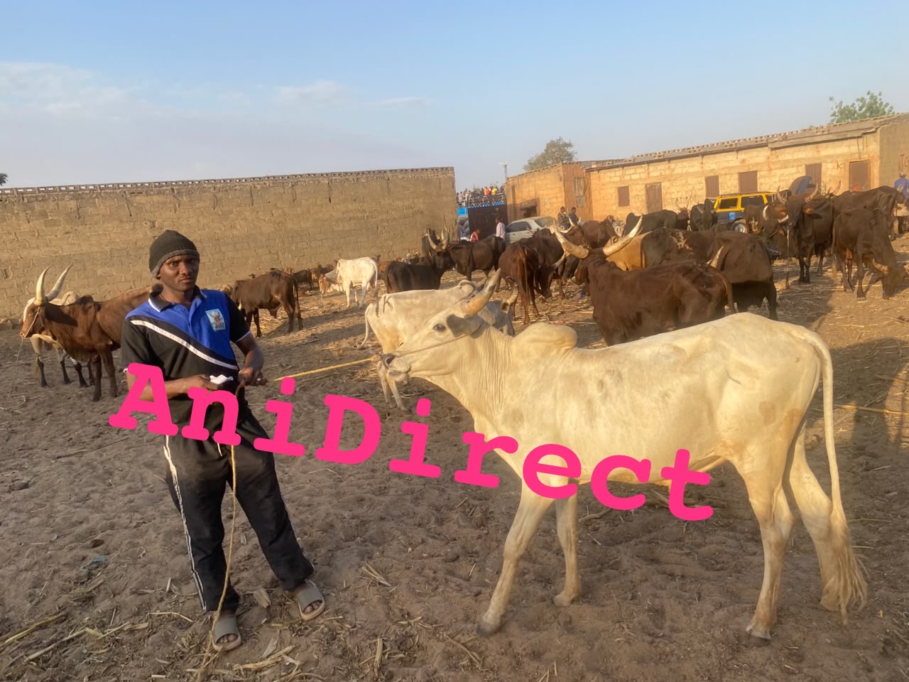 Cattle at a livestock market in northern Nigeria
